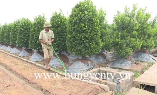 Bỏ ngỏ quản lý việc khoan giếng lấy nước tưới ở vùng hoa, cây cảnh Văn Giang