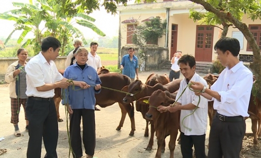 18 hộ nghèo ở Ân Thi được hỗ trợ mua bò sinh sản