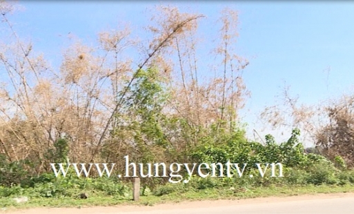 Văn Giang: Dân đốt rác khiến nhiều khóm tre chắn sóng bị khô héo 