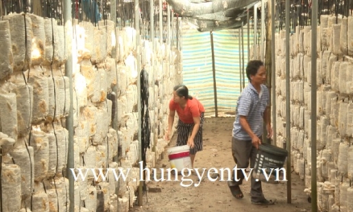 Mô hình trồng nấm thu hơn 1 tỉ đồng mỗi năm ở Phù Cừ