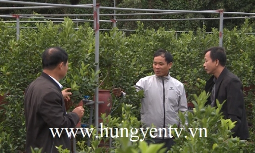 Độc đáo trồng quất cảnh trên giàn ở Văn Giang