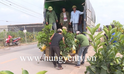 Sôi động thị trường cây cảnh huyện Văn Giang 
