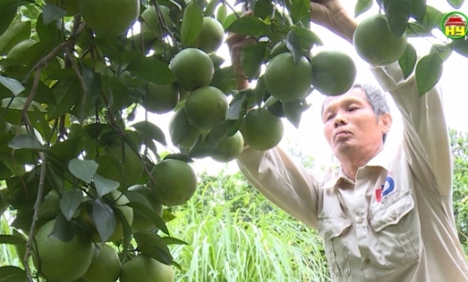 Cam Hưng Yên ở Khoái Châu cho thu hoạch được giá cao