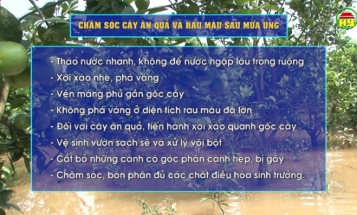 Chăm sóc cây trồng sau mưa úng