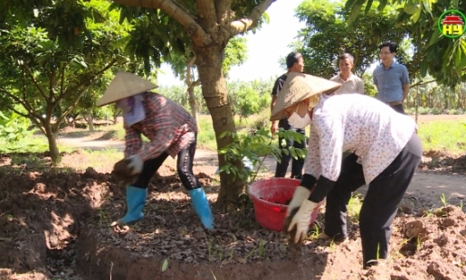 Nông nghiệp hữu cơ, hướng đi mới với các nhà vườn