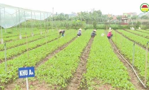 Tăng cường quản lý nông sản Vietgap