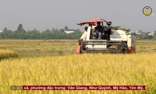Khẩn trương thu hoạch lúa Mùa tránh bão số 11