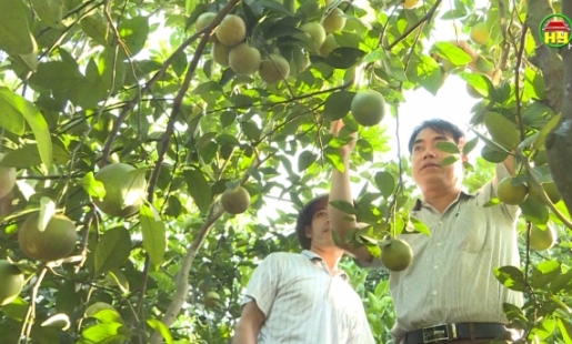 Đổi thay nhờ sản xuất cây ăn quả theo hướng chuyên canh ở xã Quảng Châu