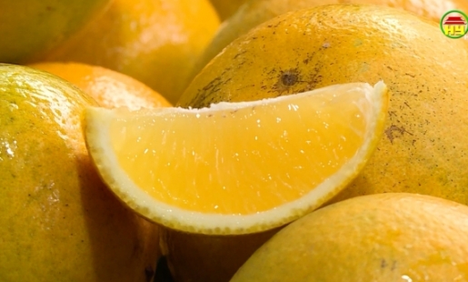 Cam Đồng Thanh vào vụ thu hoạch