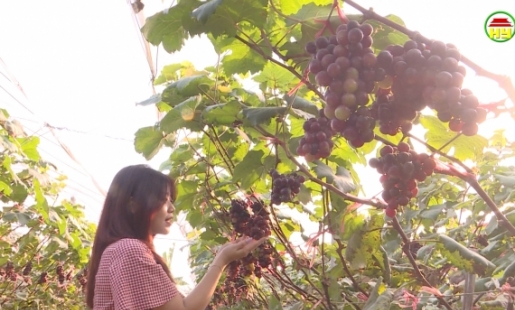 Mô hình trồng Nho hạ đen cho hiệu quả kinh tế cao