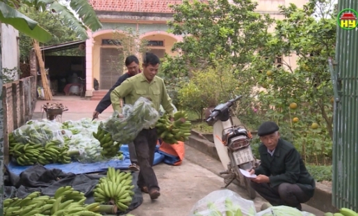 Giá chuối tăng, nông dân huyện Kim Động tập trung chăm sóc  phục vụ thị trường Tết Nguyên đán