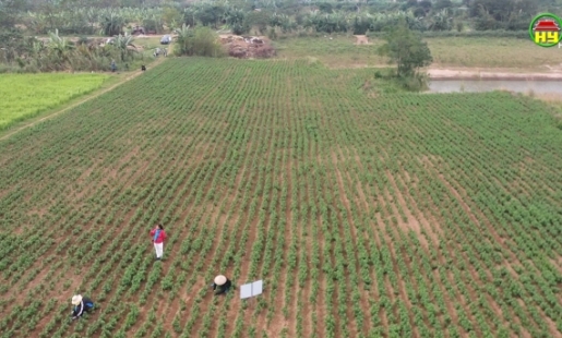 Hiệu quả kinh tế nhờ phát triển cây dược liệu