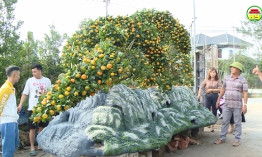 Làng nghề quất cảnh Thiết Trụ chuẩn bị phục vụ thị trường Tết