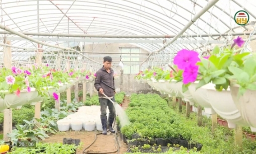 Chăm sóc hoa, cây cảnh phục vụ thị trường Tết