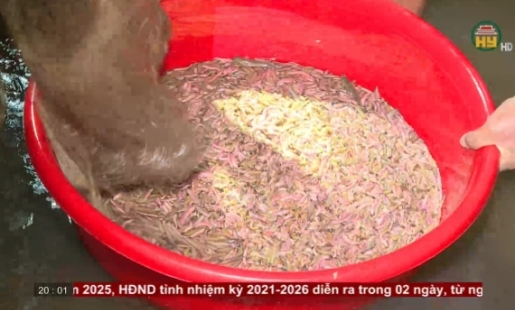 Hiệu quả nuôi rươi kết hợp trồng lúa