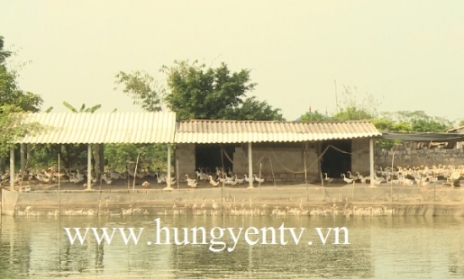 Khuyến cáo công tác phòng, chống dịch cúm gia cầm H5N6