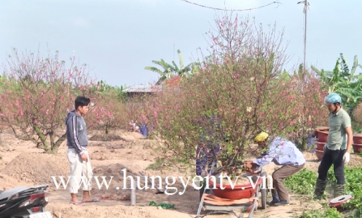 Các làng trồng đào phường Bần Yên Nhân, thị xã Mỹ Hào phục vụ Tết
