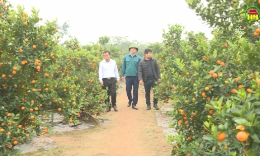 Cây cảnh Văn Giang sẵn sàng phục vụ tết