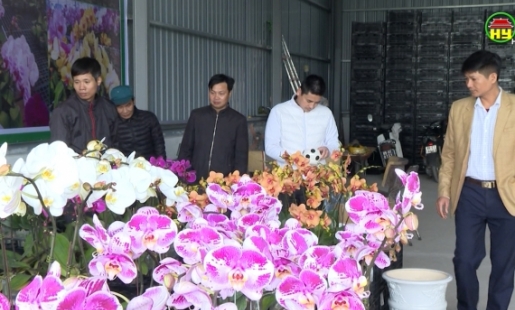 Gia đình anh Quyên 60 vạn hoa dơn các loại phục vụ dịp Tết Nguyên Đán