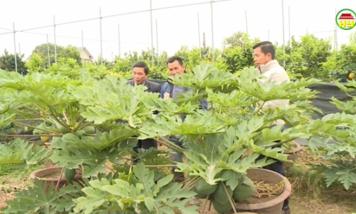 Làm giàu từ trồng cây đu đủ cảnh