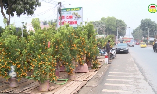 Sôi động thị trường cây cảnh Văn Giang