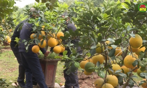 Bưởi cảnh phục vụ Tết.