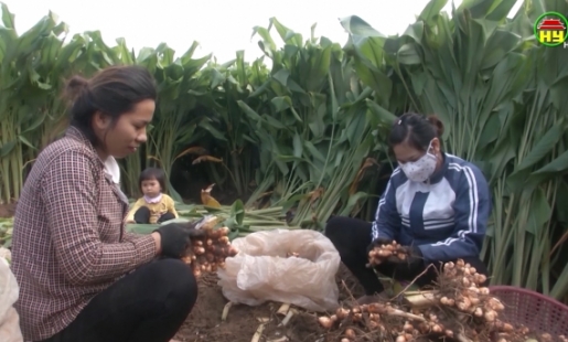 Đảm bảo đầu ra cho cây nghệ ở xã Chí Tân, huyện Khoái Châu