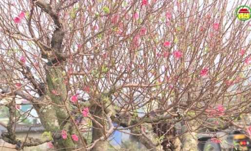 Nhộn nhịp làng hoa Đào tết Phú Đa