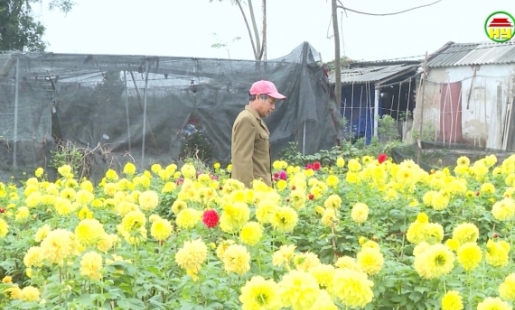 Tích cực tìm đầu ra tiêu thụ hoa cây cảnh phục vụ Tết