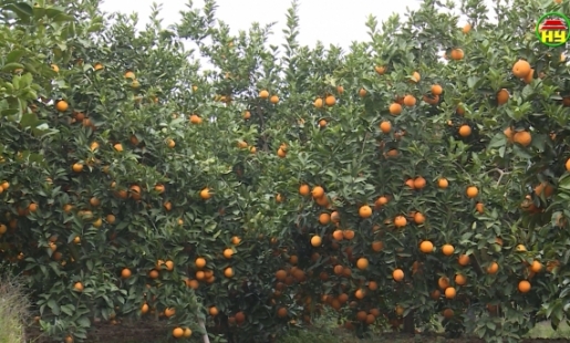 Xử lý cam chín muộn bán được giá