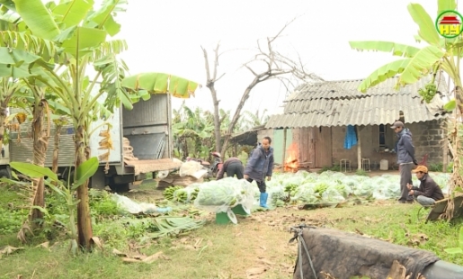 Nhộn nhịp mua bán chuối phục vụ thị trường Tết       