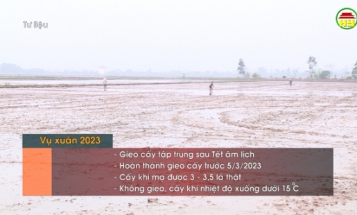 Tập trung gieo cấy 100 % trà xuân muộn