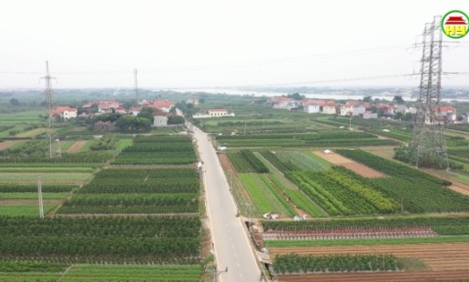 Văn Giang phát triển vùng quất cảnh lớn nhất miền Bắc