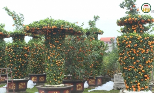 Nhiều hộ dân tại Văn Giang sáng tạo cây cảnh độc lạ để phục vụ khách hàng dịp tết