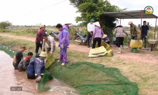 Thu hoạch cá vược phục vụ Tết