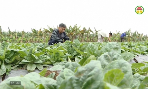 Trồng cây dược liệu đem lại hiệu quả kinh tế cao