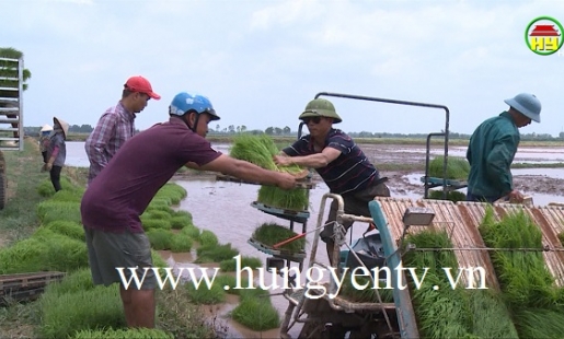 Nhiều cá nhân tích tụ ruộng đất gieo cấy hành trăm mẫu lúa