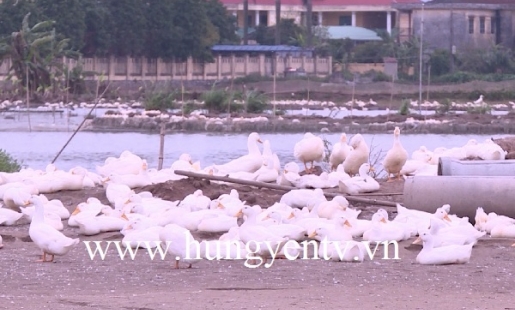 TP Hưng Yên: Nhiều hộ chăn nuôi vẫn chủ quan với dịch cúm gia cầm