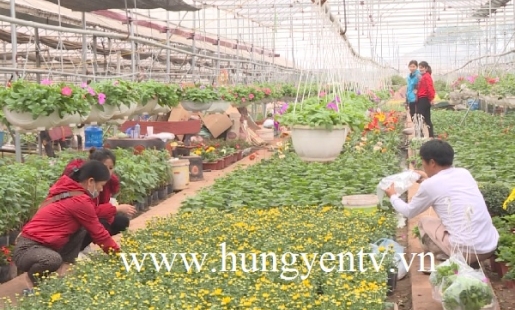 Xuân về trên những cánh đồng hoa ở Văn Giang