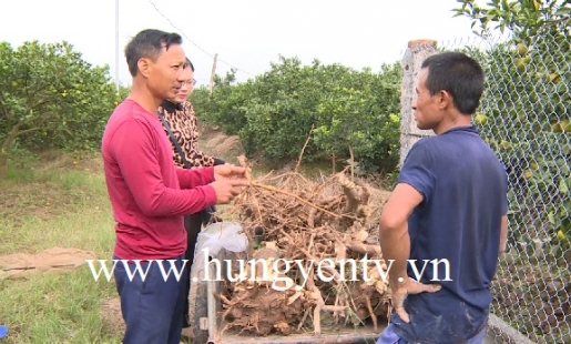 Xuất hiện bệnh lạ trên cây cam ở xã Tam Đa, Phù Cừ