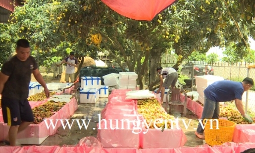 Vải Phù Cừ xuất khẩu sang nhiều nước