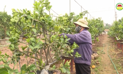 Người dân Văn Giang xuống đồng làm vụ cây mới.