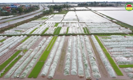 Tăng cường chống rét cho diện tích mạ lúa mới cấy