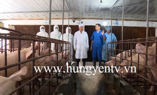 Khuyến cáo tái đàn lợn bệnh dịch tả lợn châu Phi