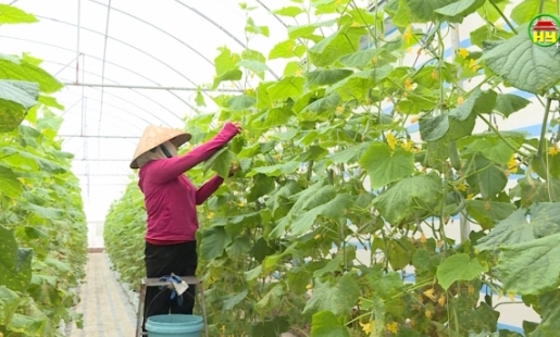 Huyện Phù Cừ đẩy mạnh ứng dụng khoa học kỹ thuật trong sản xuất nông nghiệp
