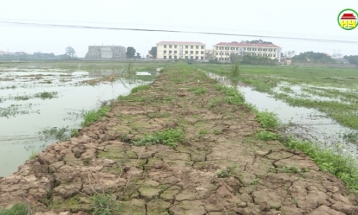 Huyện Văn Lâm: Nhiều diện tích đất được người dân cải tạo, tiếp tục gieo cấy trở lại sau hàng chục năm bỏ hoang