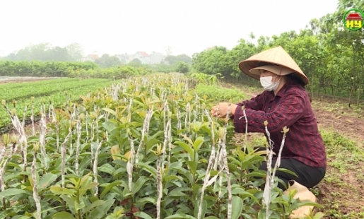Thu lãi tiền tỷ từ sản xuất, kinh doanh cây giống