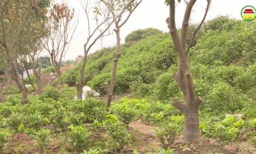 Người dân tự ý đưa cây lâu năm vào trồng mới nhằm mục đích trục lợi tiền giải phóng mặt bằng