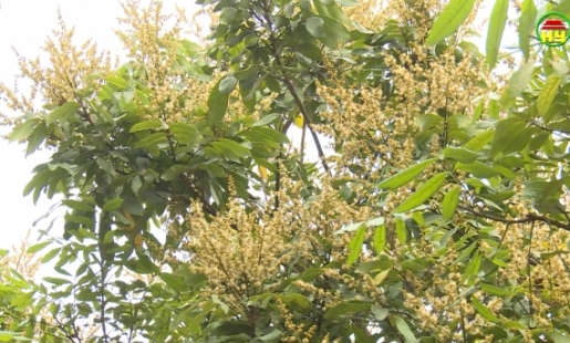 Mùa hoa nhãn Hưng Yên