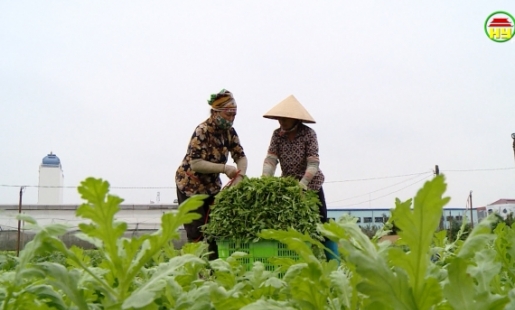 Xã Yên Phú đi đầu trong liên kết sản xuất, tiêu thụ nông sản